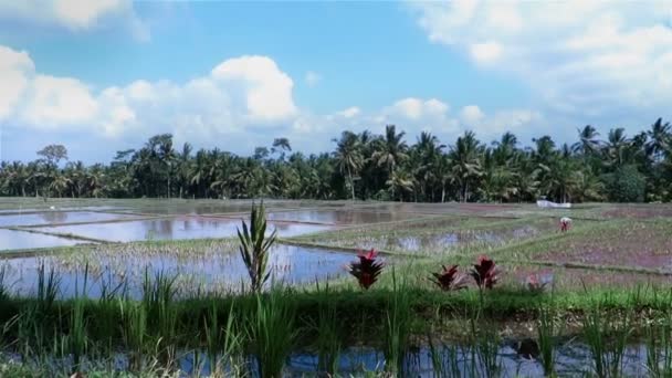 Paisaje de arrozales en el agua — Vídeos de Stock