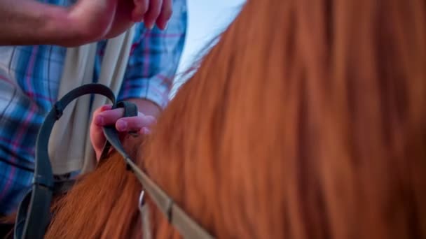 男人切换到一只手轻拍那匹马的马的嚼环 — 图库视频影像