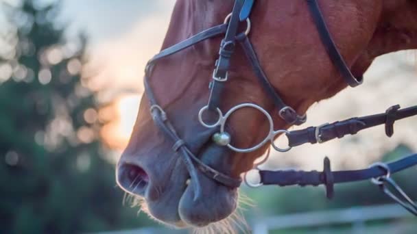 Cabeza de caballo con brida en el rancho — Vídeos de Stock