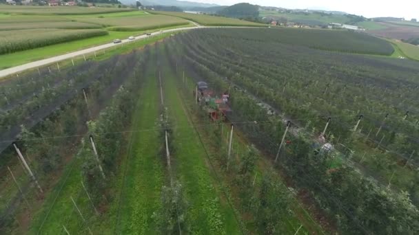 Äppelträdgård och för ett ögonblick fånga en hårt arbetande människor — Stockvideo