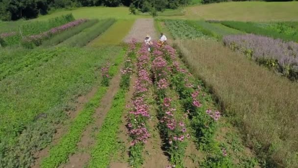 Village couple cueillette fleurs — Video