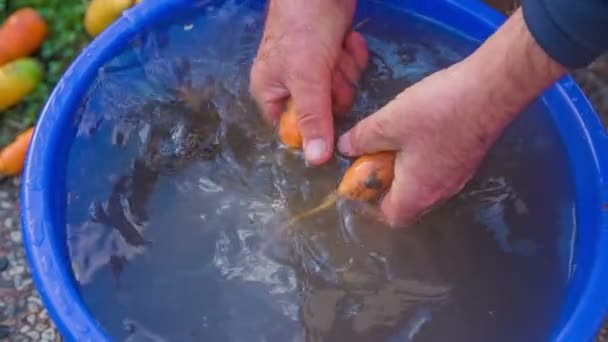 Человек мыть природу выращенных овощей — стоковое видео