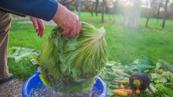 Человек переворачивает листья салата, наполненные водой. — стоковое видео