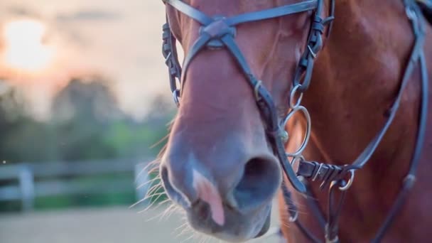 Horse coming towards the camera — Stock Video