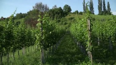 Kırsal kesimde üzüm bağları sıraları