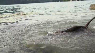 Göl su altında bir şey için arama köpeği