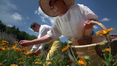 Yaşlı çift sarı çiçekler toplama