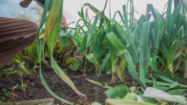 adam bir pırasa işe yaramaz yaprakların kesme