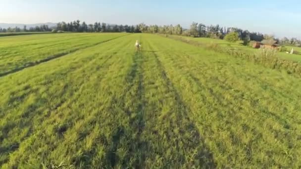 Abuela caminando en un campo de hierba al atardecer — Vídeo de stock