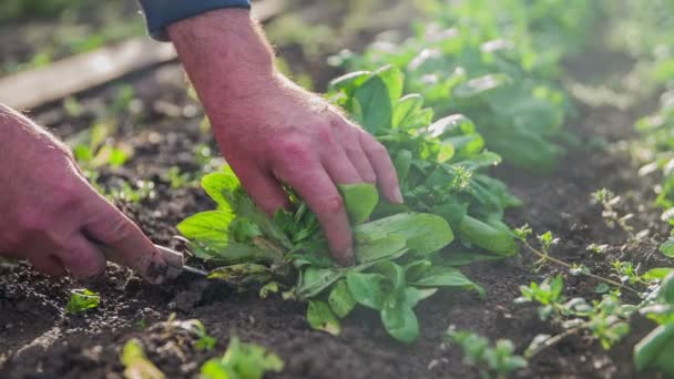 Den Natursalat aus dem Ökogarten holen — Stockvideo