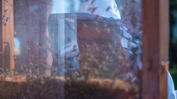 Garçon dans la suite apiculteur regardant les abeilles — Video