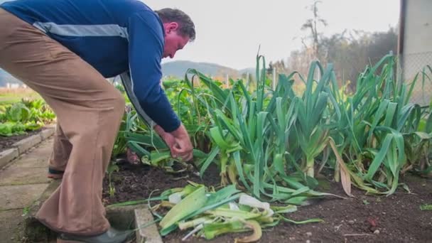 Hombre cosecha y limpiado puerro orgánico — Vídeos de Stock
