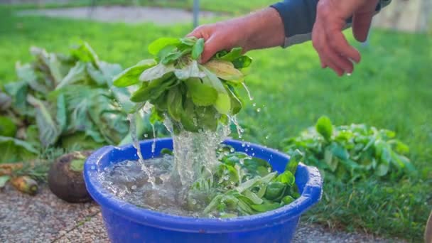 Man washing home-grown salad in the bucked — Stock Video