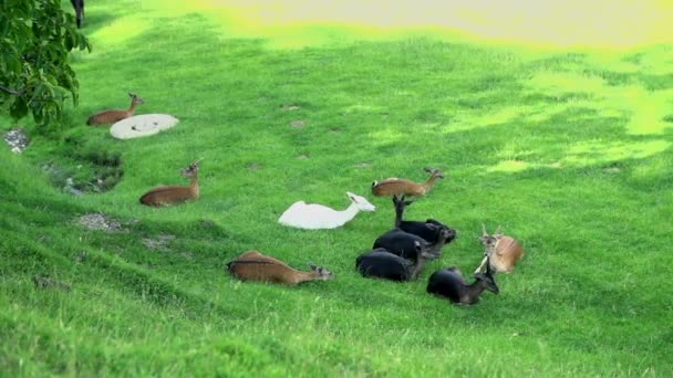 Group of deers resting after lunch — Stock Video