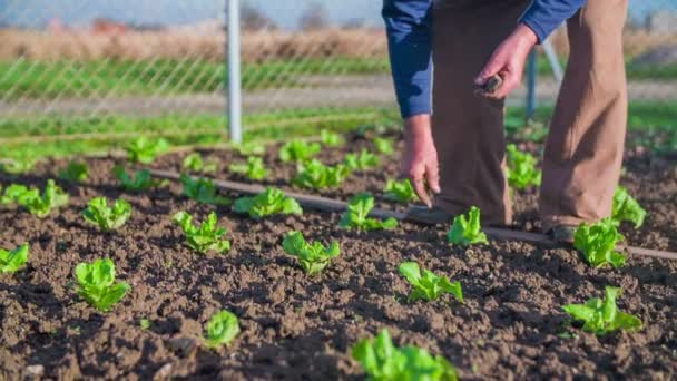 Hombre revisando la ensalada en el jardín casero — Vídeos de Stock