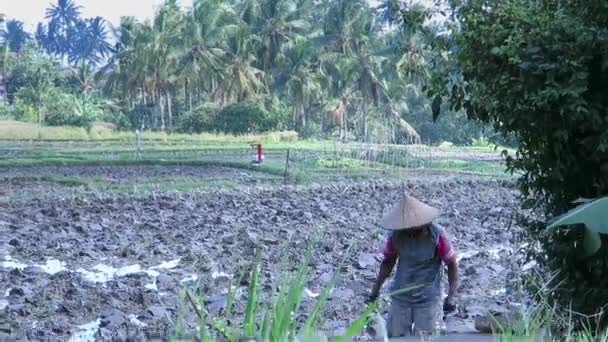 Bali ρύζι πεδίο και η τοπική αγρότης που εργάζεται — Αρχείο Βίντεο