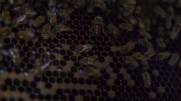 Reine abeille dans la ruche pleine d'abeilles — Video