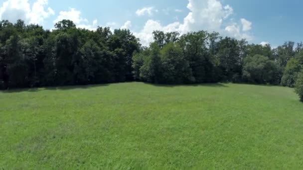 Campo de grama verde no campo perto da floresta — Vídeo de Stock