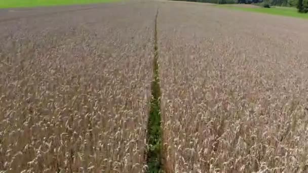 Pole pszenicy duży — Wideo stockowe