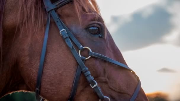 Häst skakar på huvudet — Stockvideo