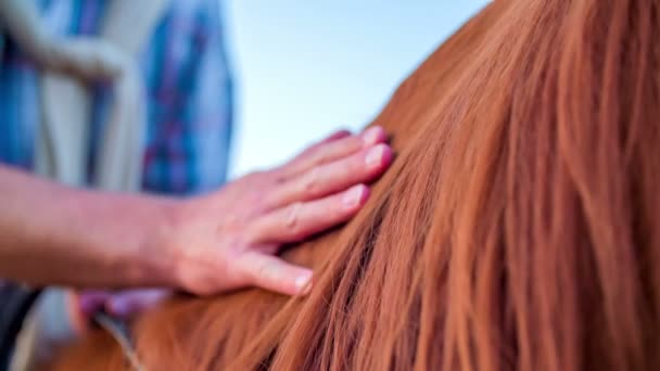 El hombre suaviza la melena del caballo — Vídeos de Stock