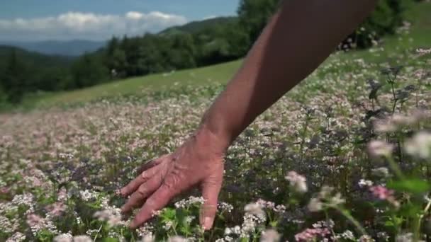 La mano atraviesa el campo lleno de flores — Vídeos de Stock