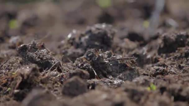 Osoba będzie poprzez niszczenie twardych części gleby — Wideo stockowe