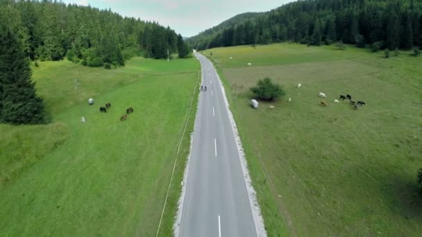 Droga z rowerowiczów i koni na boisku — Wideo stockowe