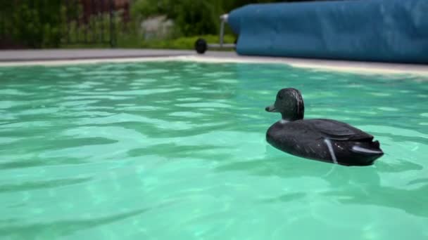 Duck in a swimming pool — Stock Video