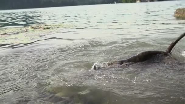 Hund söker efter något under sjövatten — Stockvideo