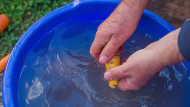 The vegetable is being washed in the bucked full of water — Stock Video