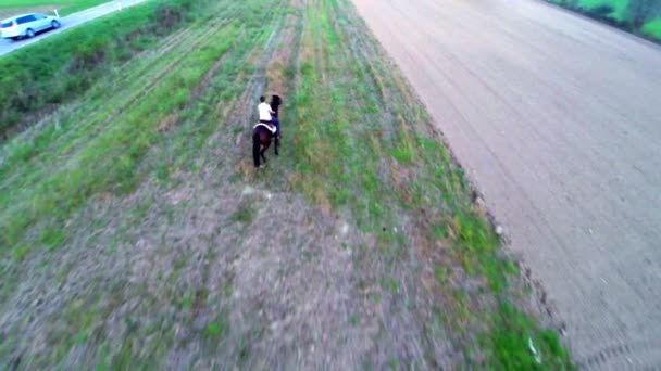 Cheval de course à travers le champ — Video