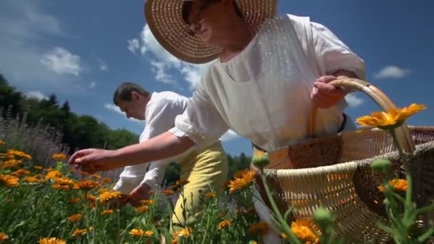 Pareja mayor recogiendo flores amarillas — Vídeos de Stock