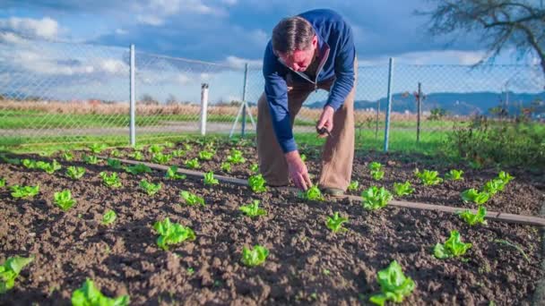 유기농 야채에 주위 쓸모 없는 것 들을 청소 하는 남자 — 비디오