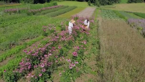 Casal caminhando pelo campo de flores florescendo — Vídeo de Stock