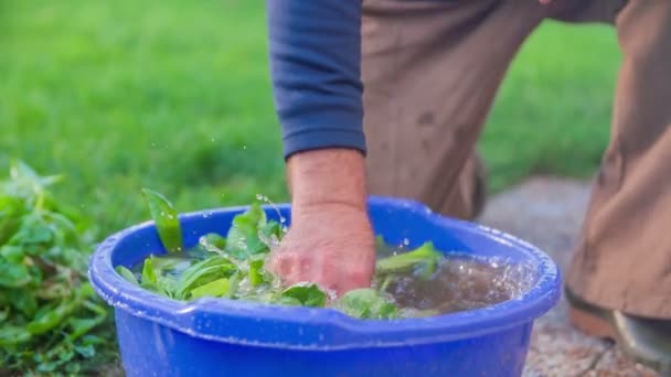 A saláta, a víz világbajnoki címét teljes mosogatás