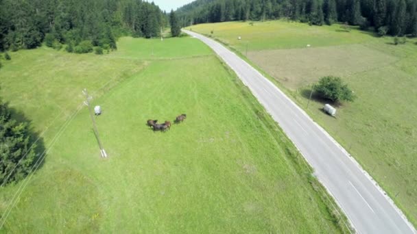 Wild horses in nature near countryroad — 图库视频影像