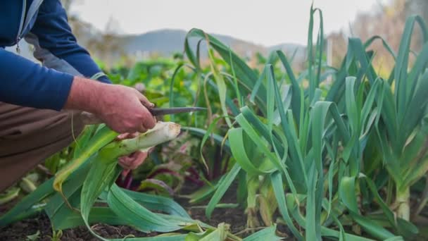 L'uomo raccoglie foglie essiccate di porri domestici — Video Stock