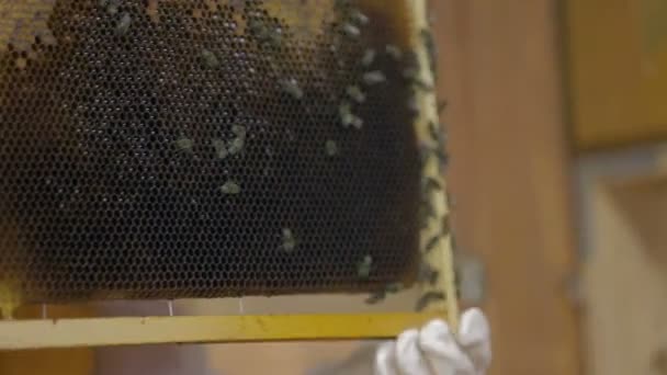 Пчеловод записывает трудолюбивых пчёл — стоковое видео