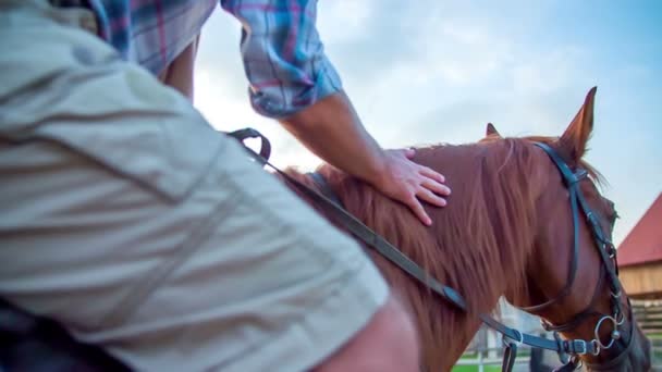 Человек ласкает лошадь в солнечный день — стоковое видео
