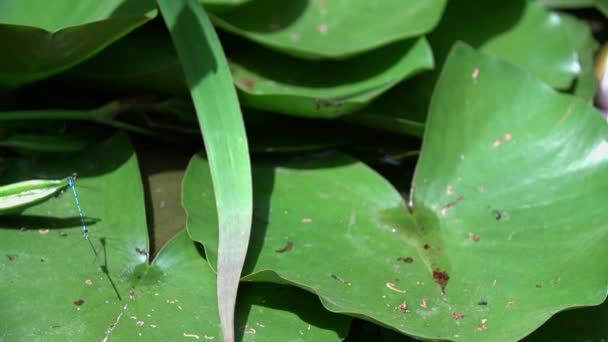 Dragonfly on a leaf of water lily — Stock Video