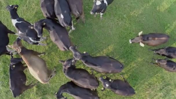 Vaches sur les champs verts de campagne — Video