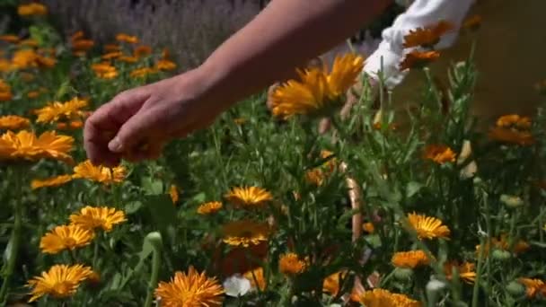 Zbieranie żółty kwiat — Wideo stockowe
