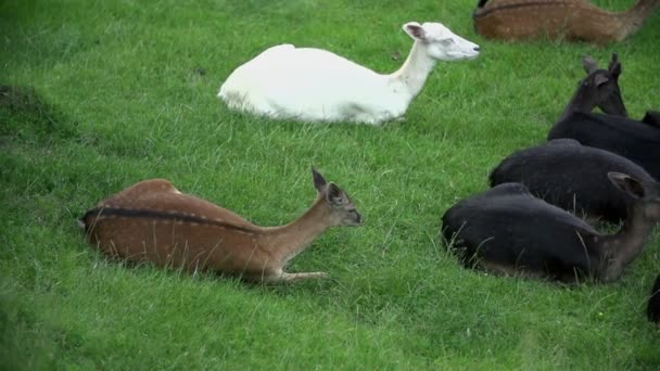 Grupp av hjortar inklusive Albino hjortar — Stockvideo