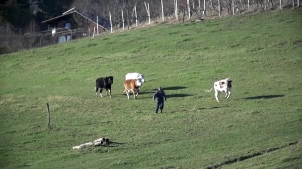 Βοσκός κάνει τις αγελάδες τρέχει γύρω — Αρχείο Βίντεο