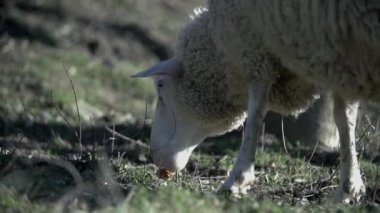 çimenlerin üzerinde koyun otlatma