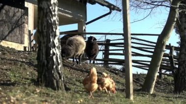 Arka bahçesinde tavuk biofarm üzerinde