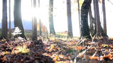 Güneşli sabahı düşen yaprakları