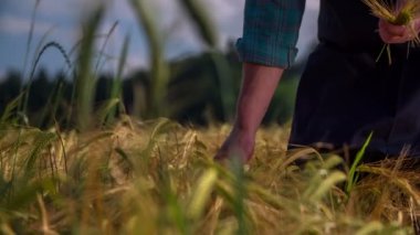 Buğday yırtılma çiftçi 