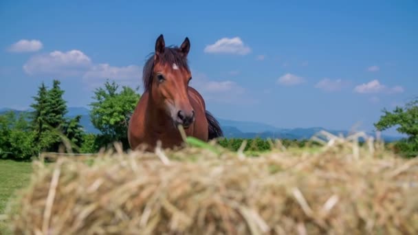 Paard staat buiten en er is hooi — Stockvideo